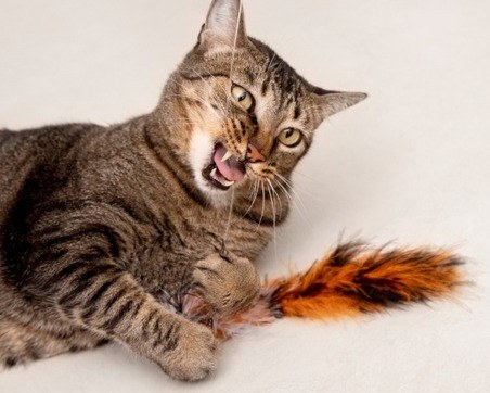 GAGNEZ UN BON D'ACHAT DE 100€ POUR VOTRE ANIMAL